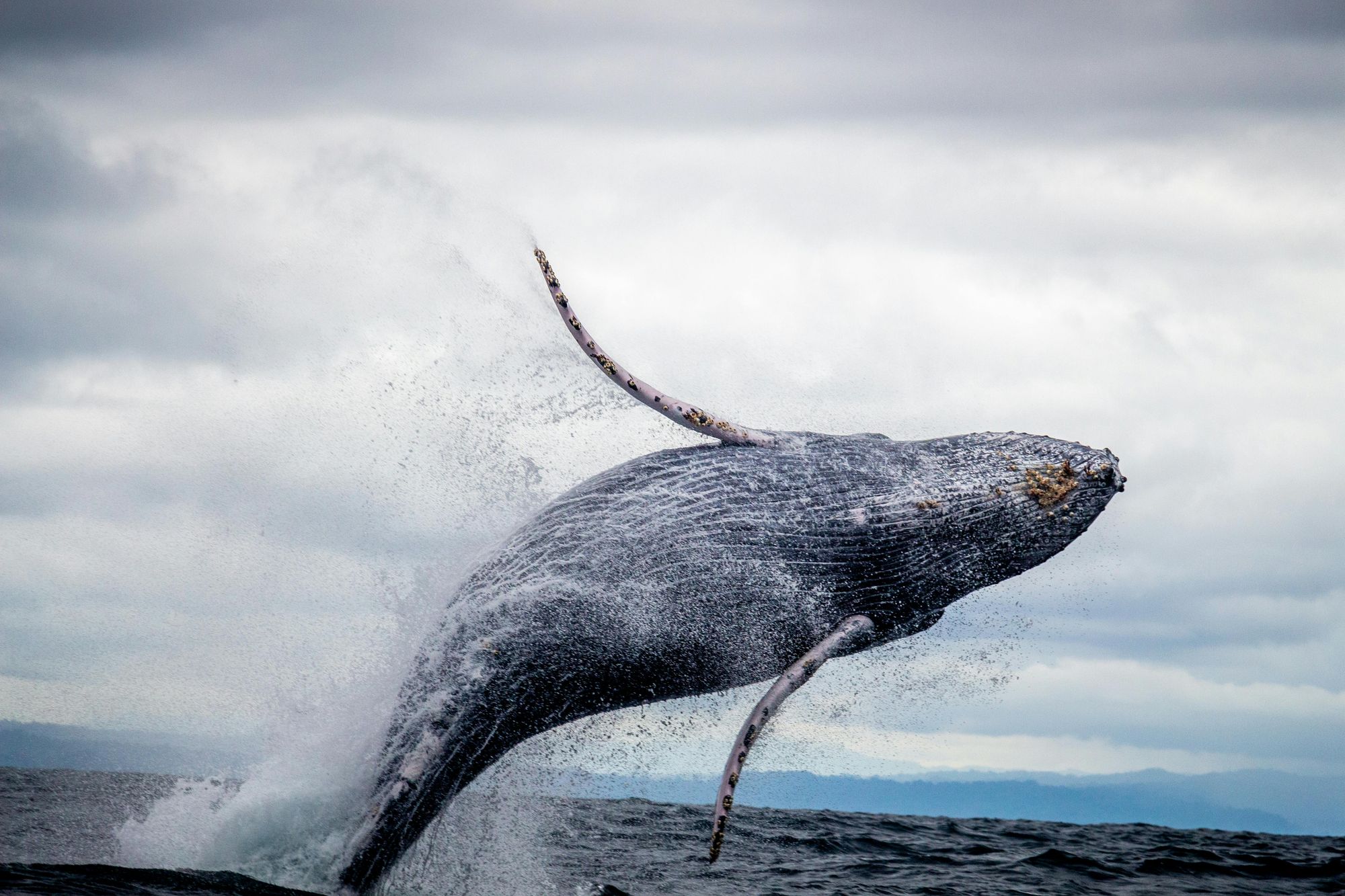 See Humpback Whales Species In Alaska