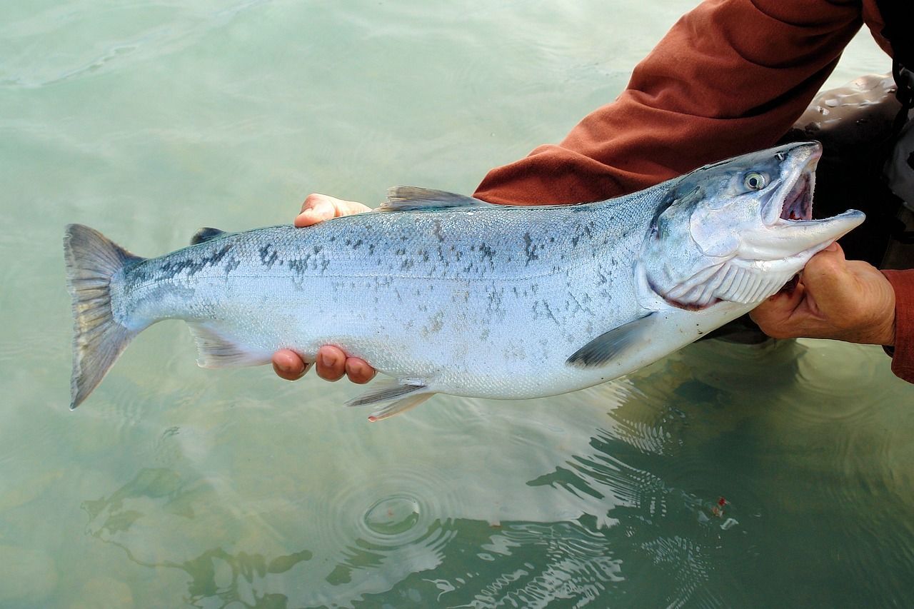 Sockeye Fishing - Salmon Fishing In Alaska