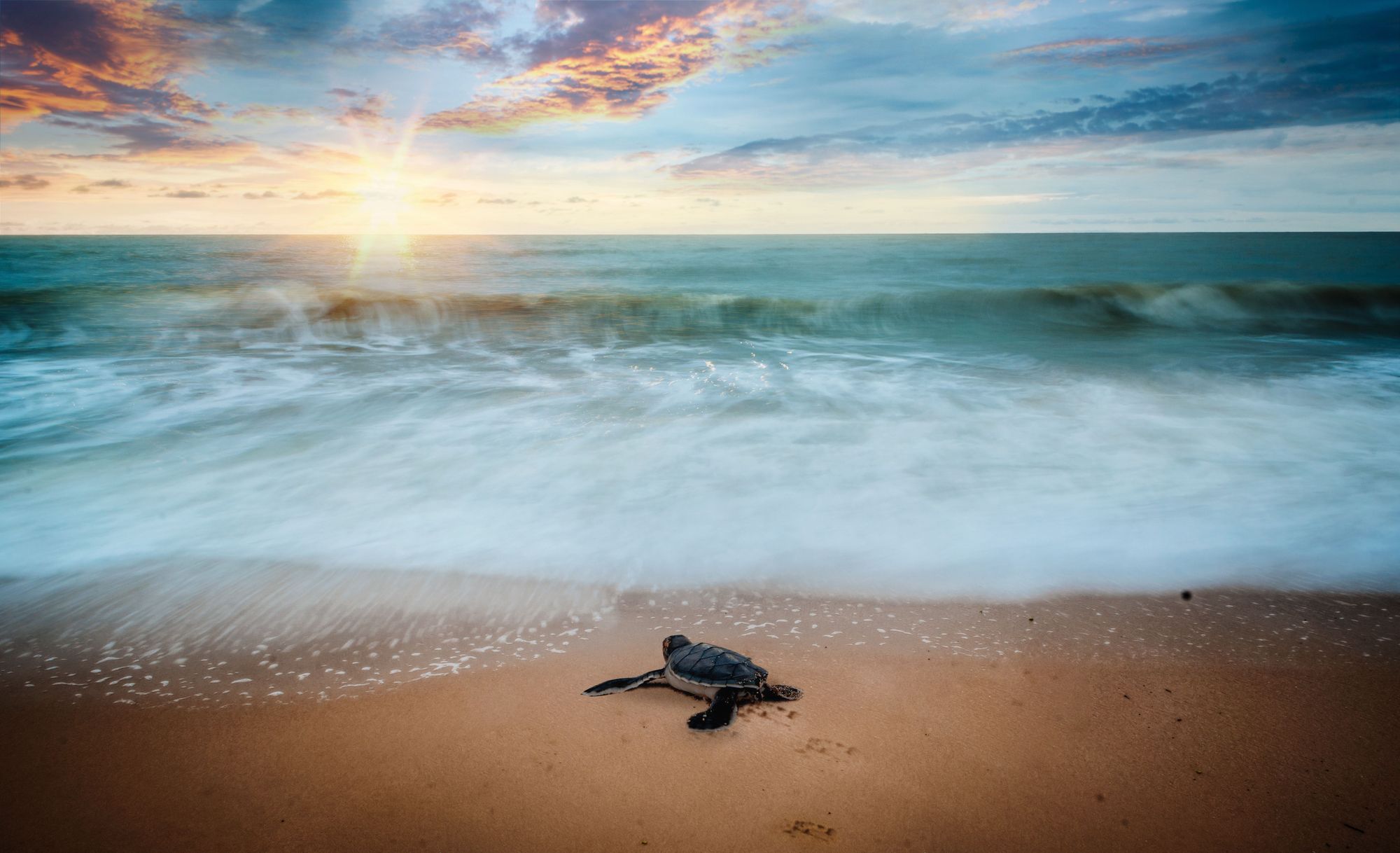 Turtles In Key West