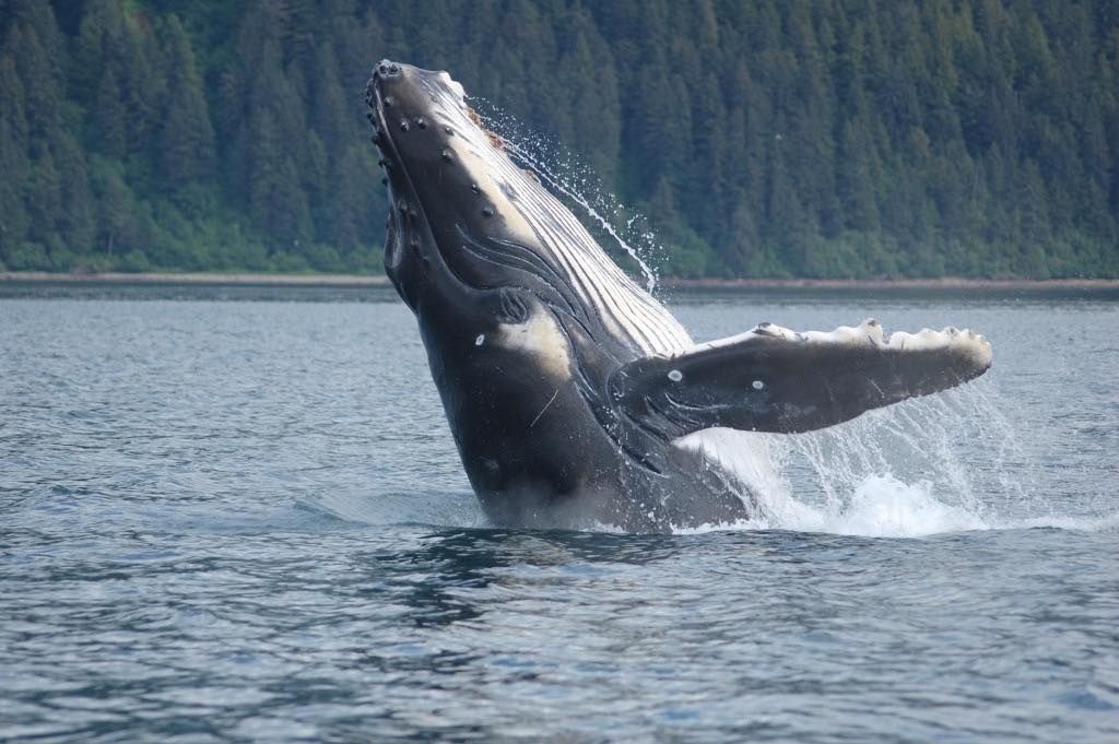 Whale Watching Tours In Alaska