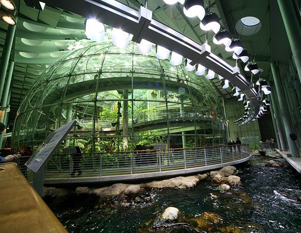 Rainforest at the California Academy of Sciences