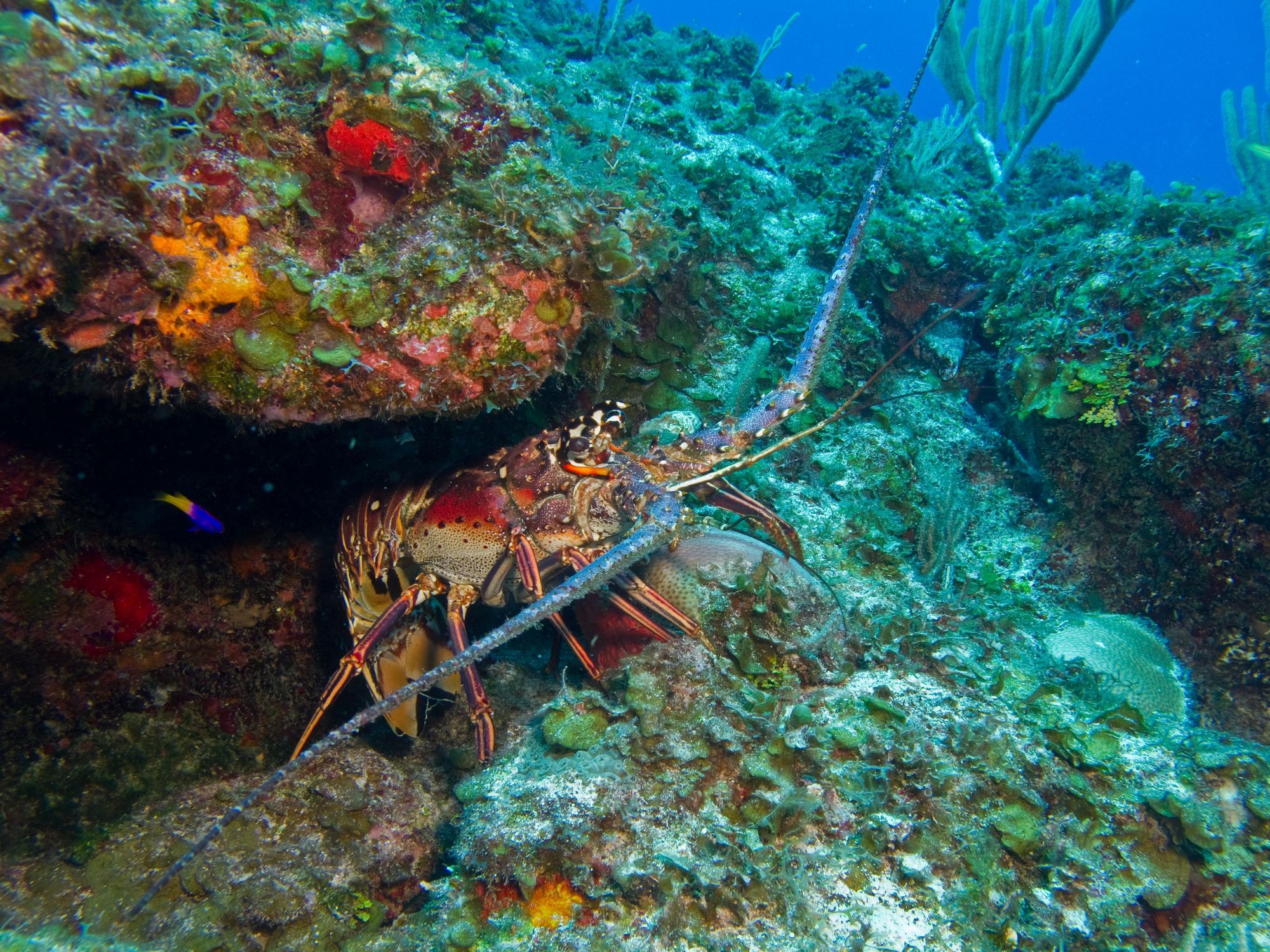 Florida Lobster