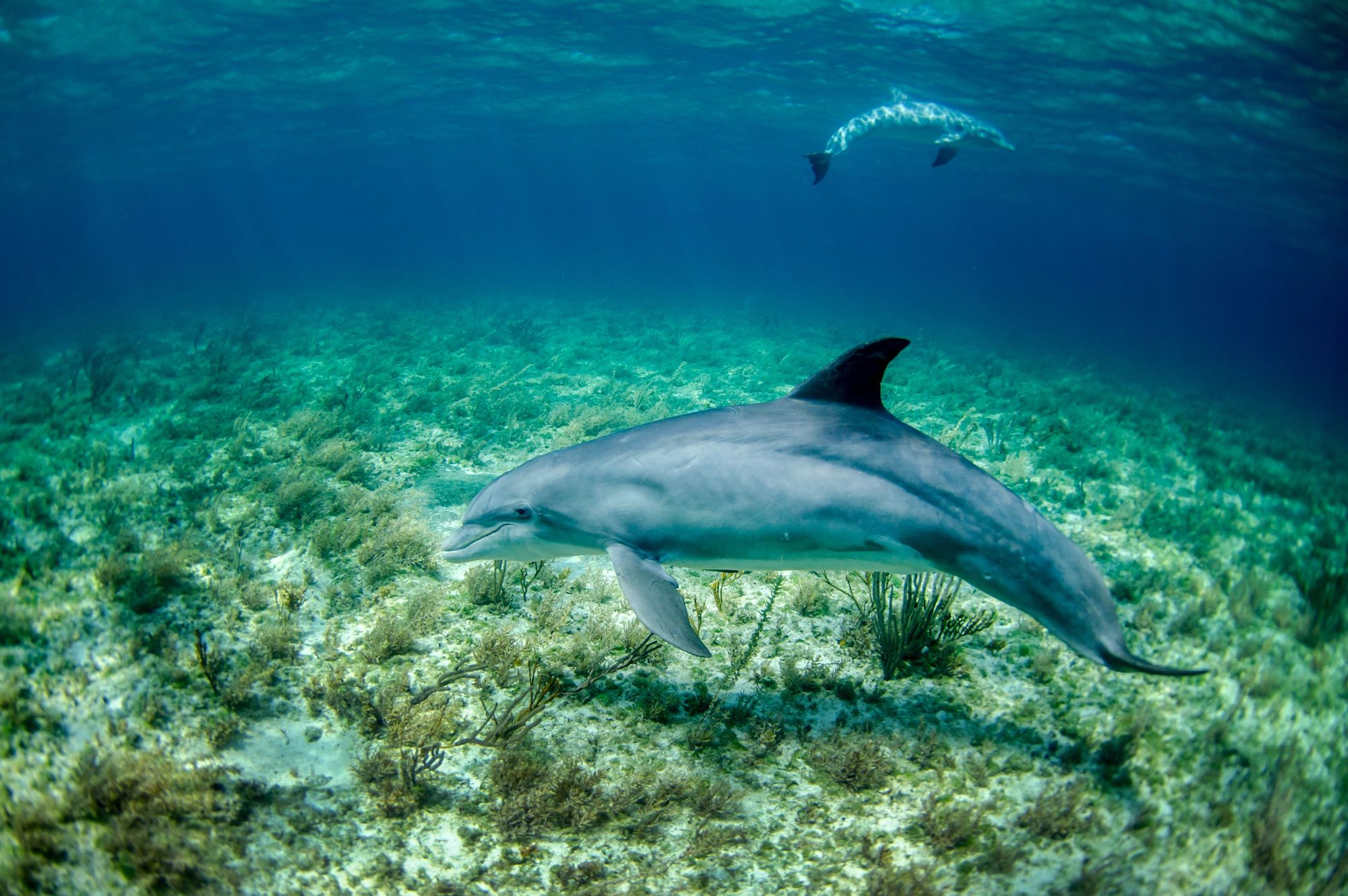 Key West Dolphin Playground