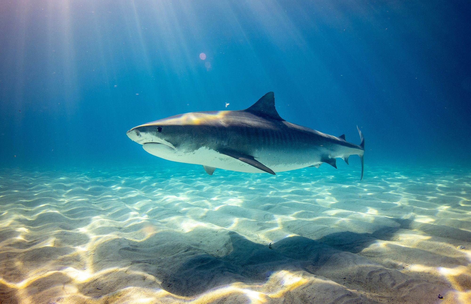 Tiger Shark Near Key West 
