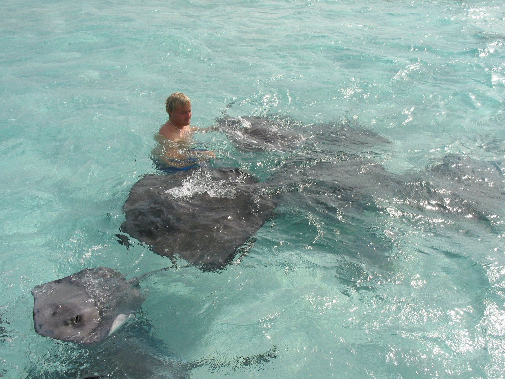Unforgettable Adventure At Stingray City In Grand Cayman