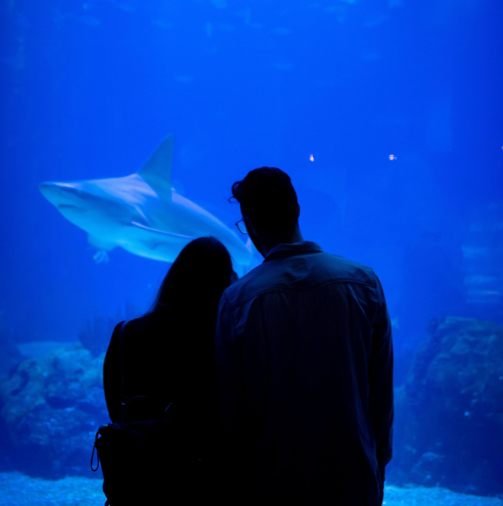 Romantic Ocean Life At The Key West Aquarium