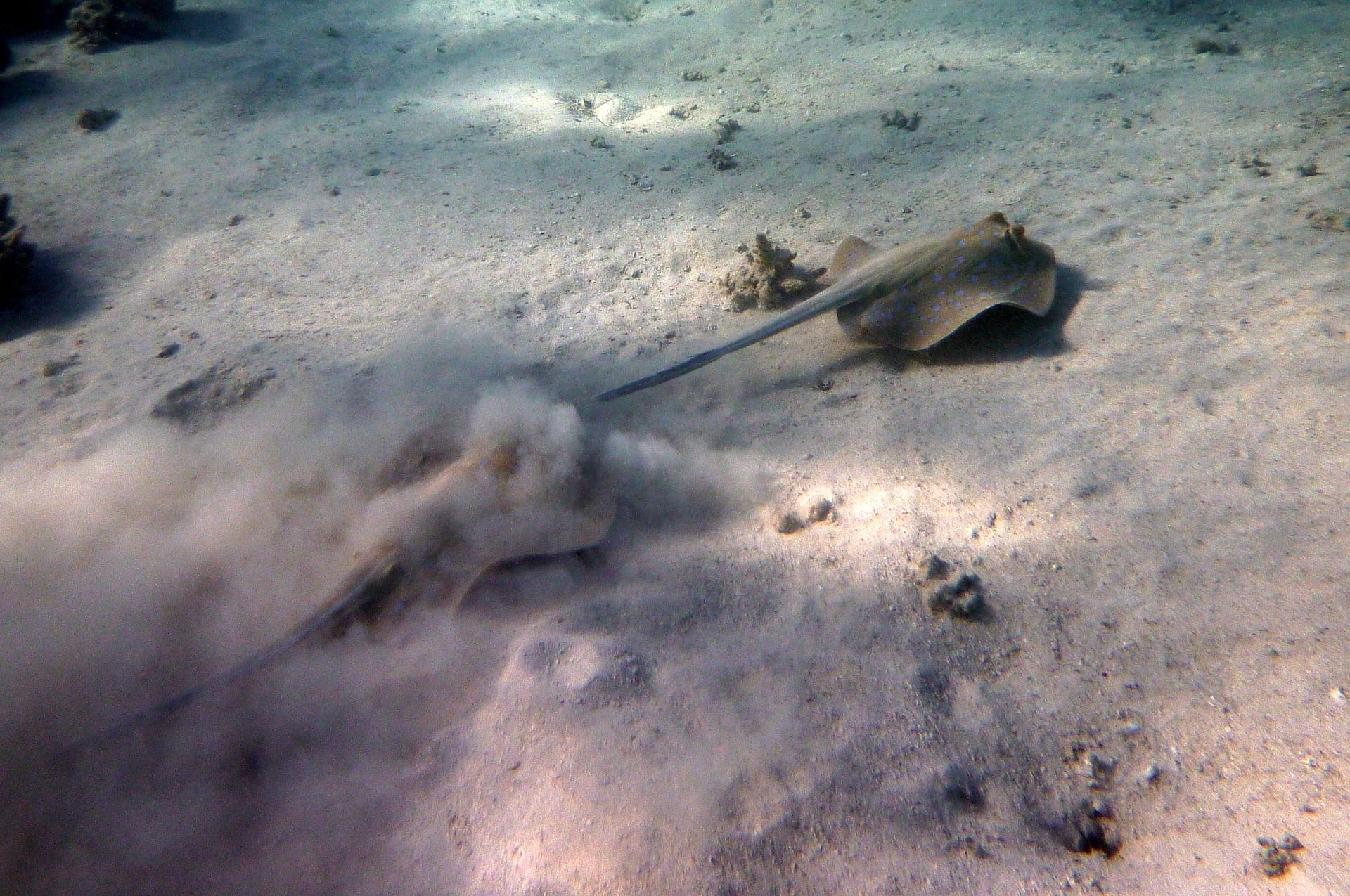 Stingray Near The Stingray City Sandbar
