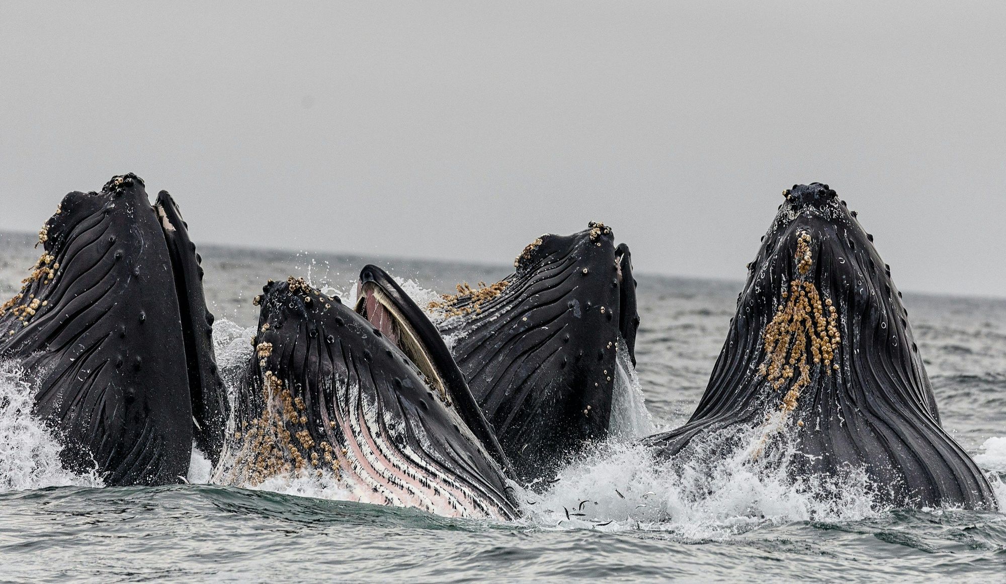 A Shore Excursion With Icy Strait Whales