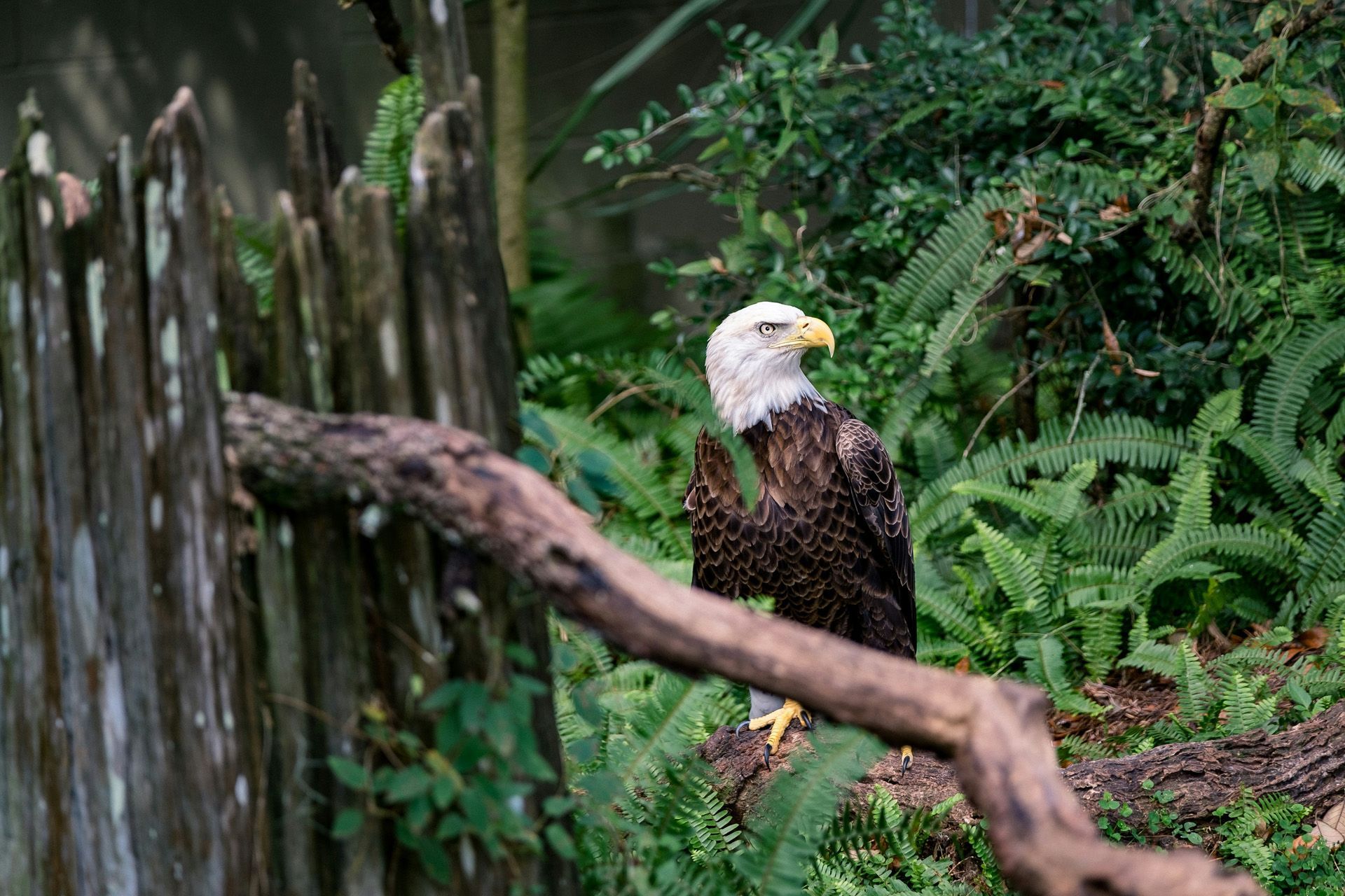 Eagle Zoo Tampa At Lowry Park