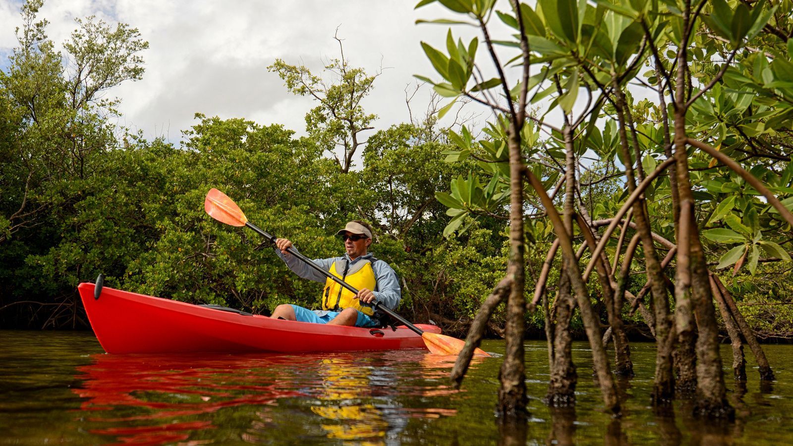 Key West Mangroves