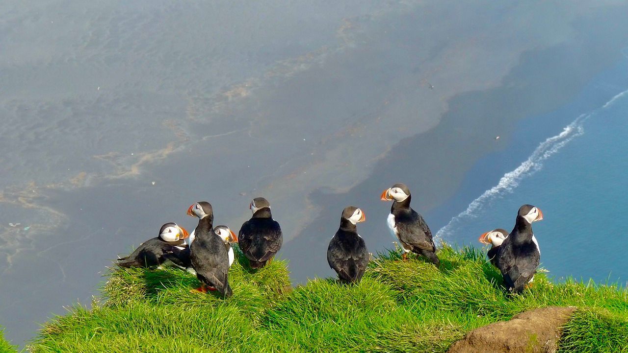 Puffins At Kenai Fjords National Park