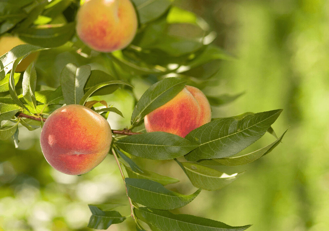 Peaches on trees in Kelowna, BC
