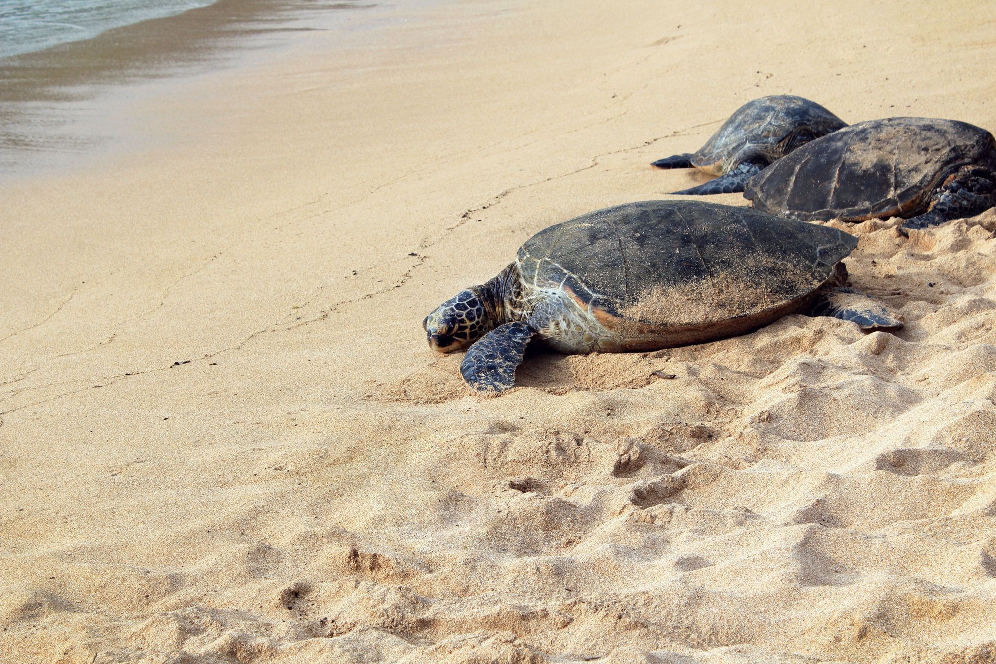 Key West Turtle Nests