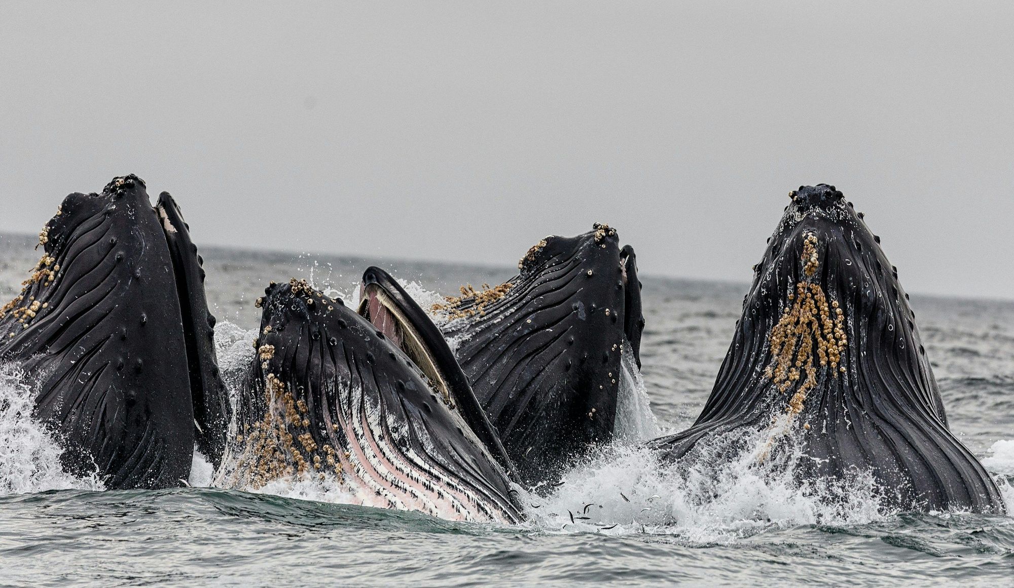 Get Closer To Gray Whales In Alaska