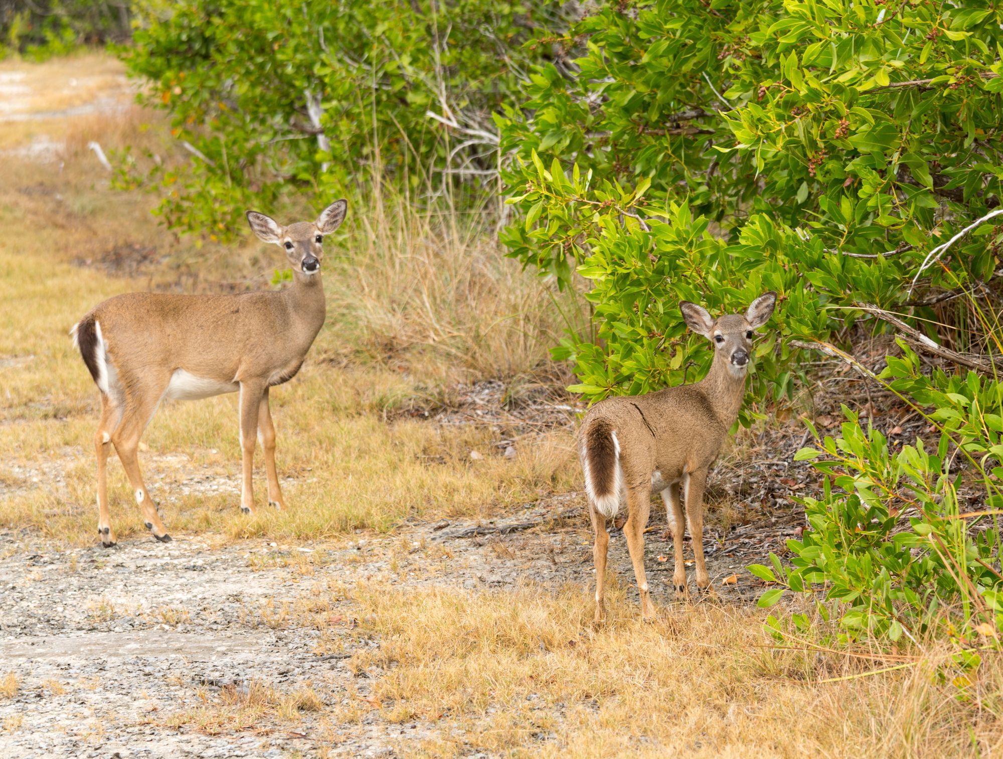 Key West Animals And Fish Species Of The Mangrove Tunnels