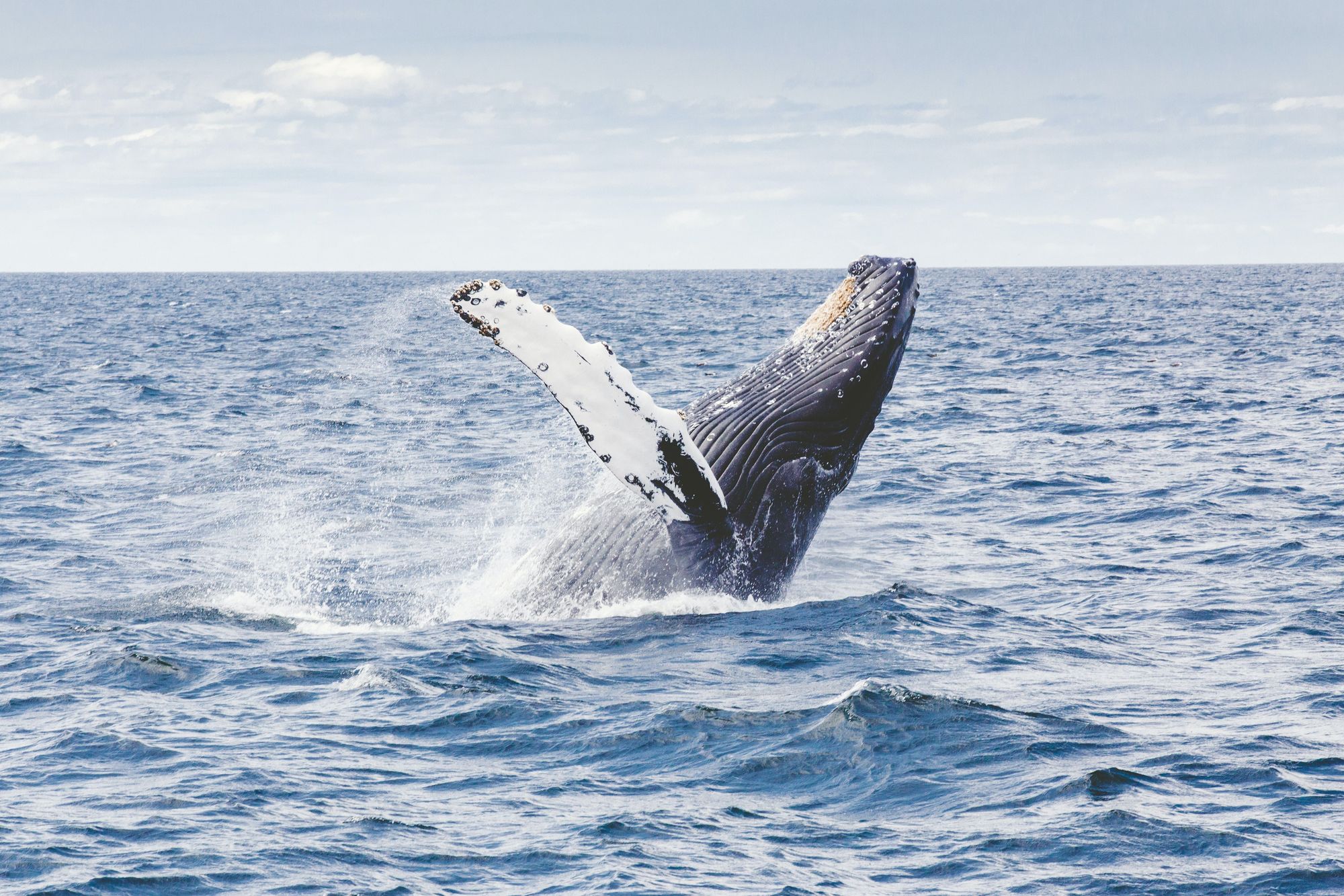 Whale Watching Cruise