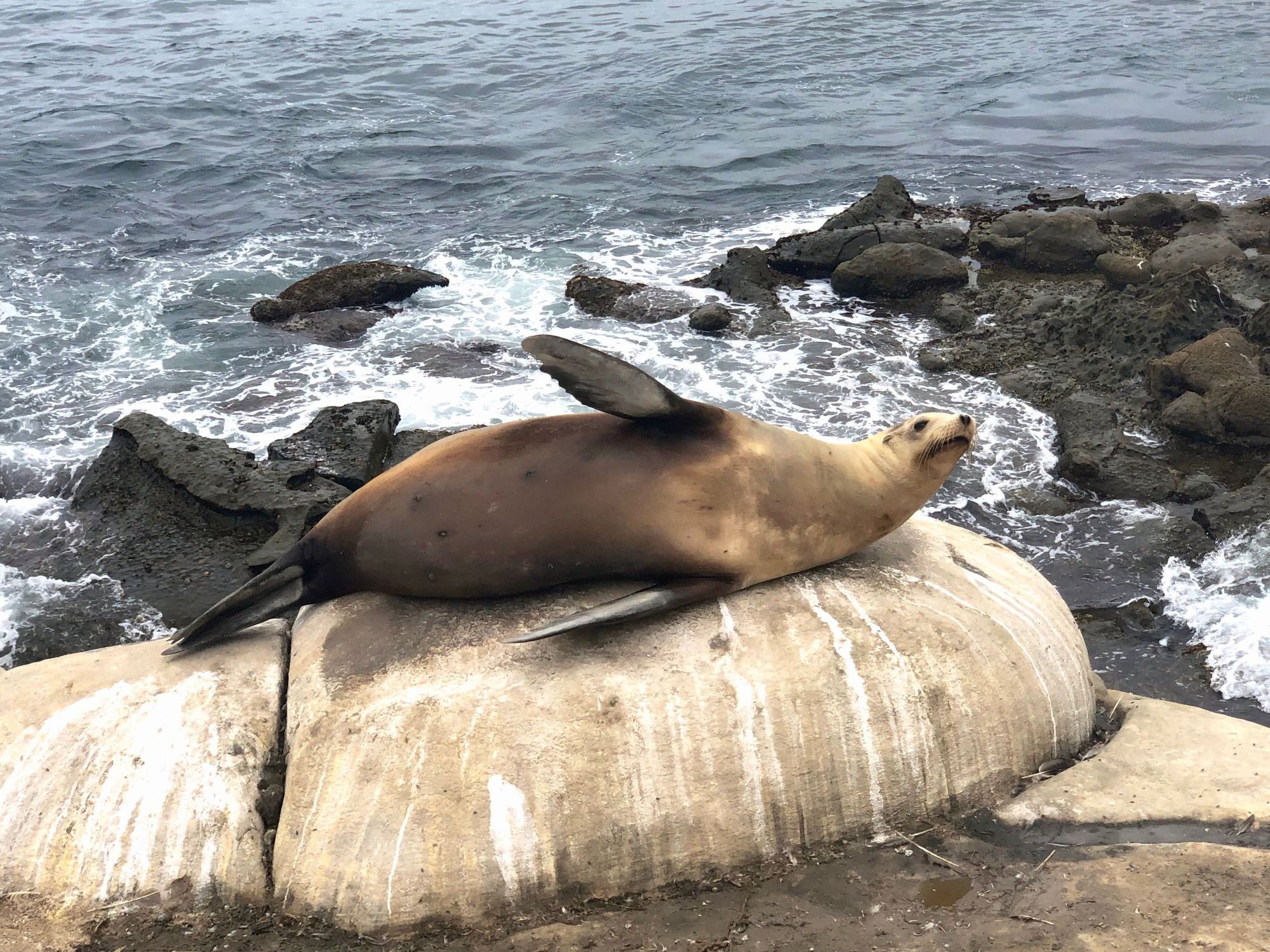 Sea Lion In Alaska