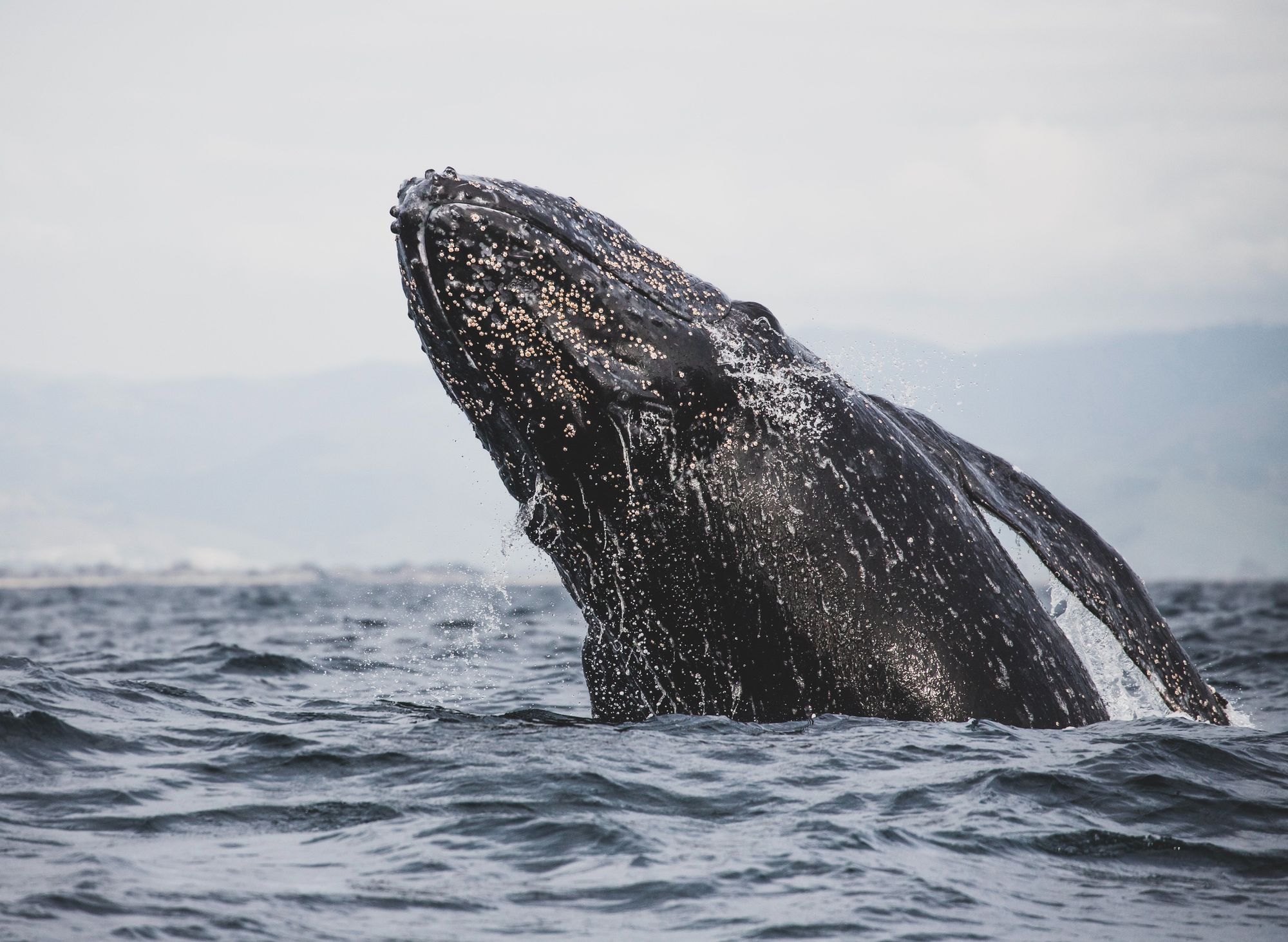 Gray Whale In Alaska
