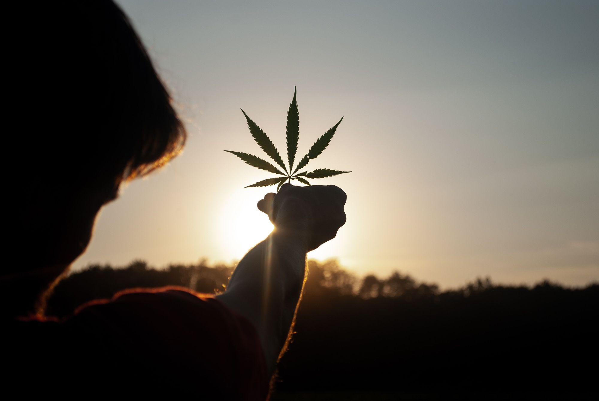 Cannabis, Sunset