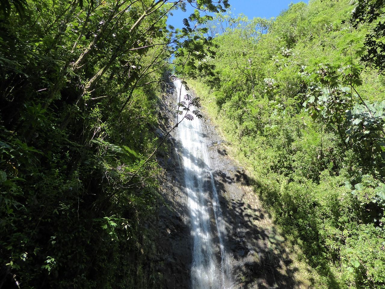 Discover Oahu's rainforest gem: Manoa Falls Trail