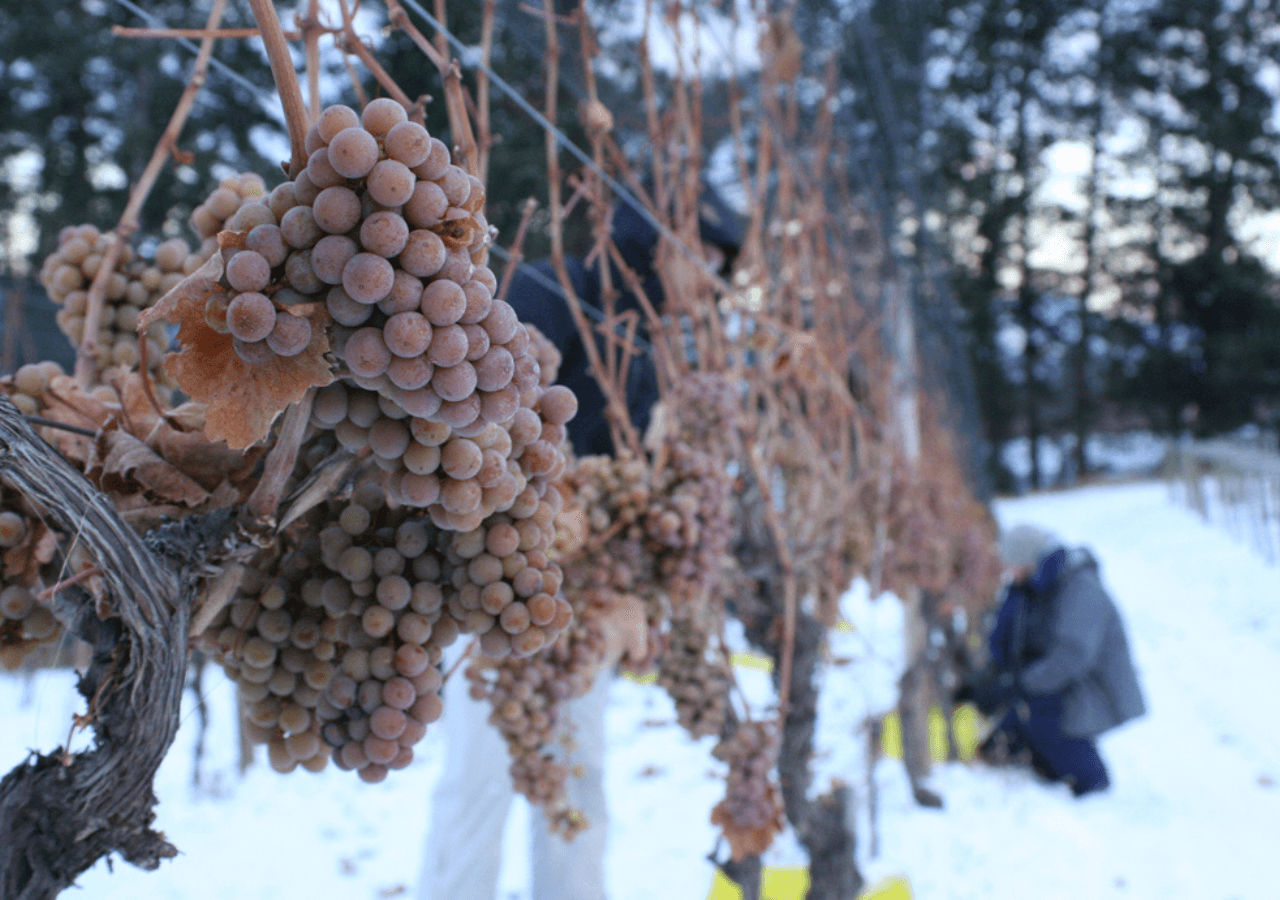 Frozen grapes in the snow being harvested for icewine