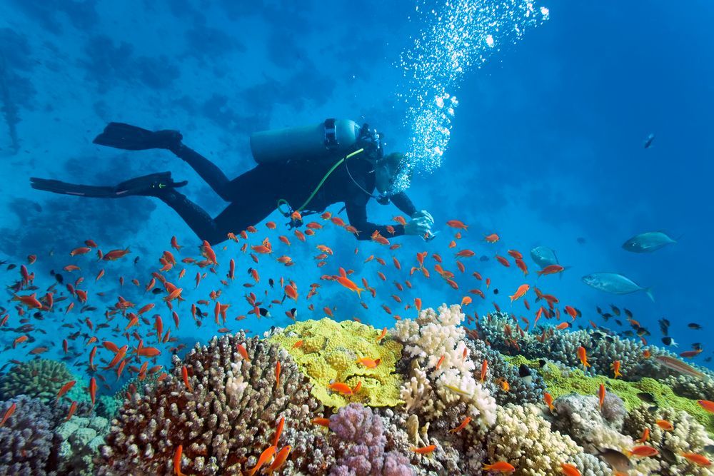 Underwater Paradise In Looe Key Reef