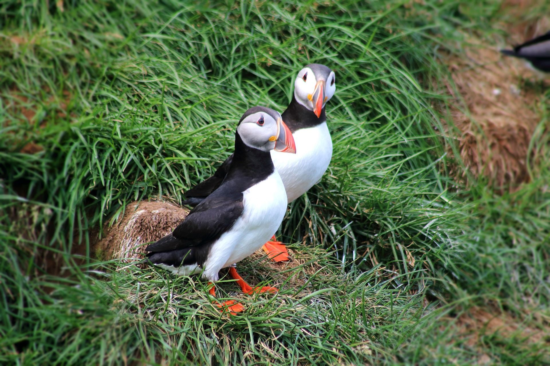 Puffins At Kenai Fjords National Park
