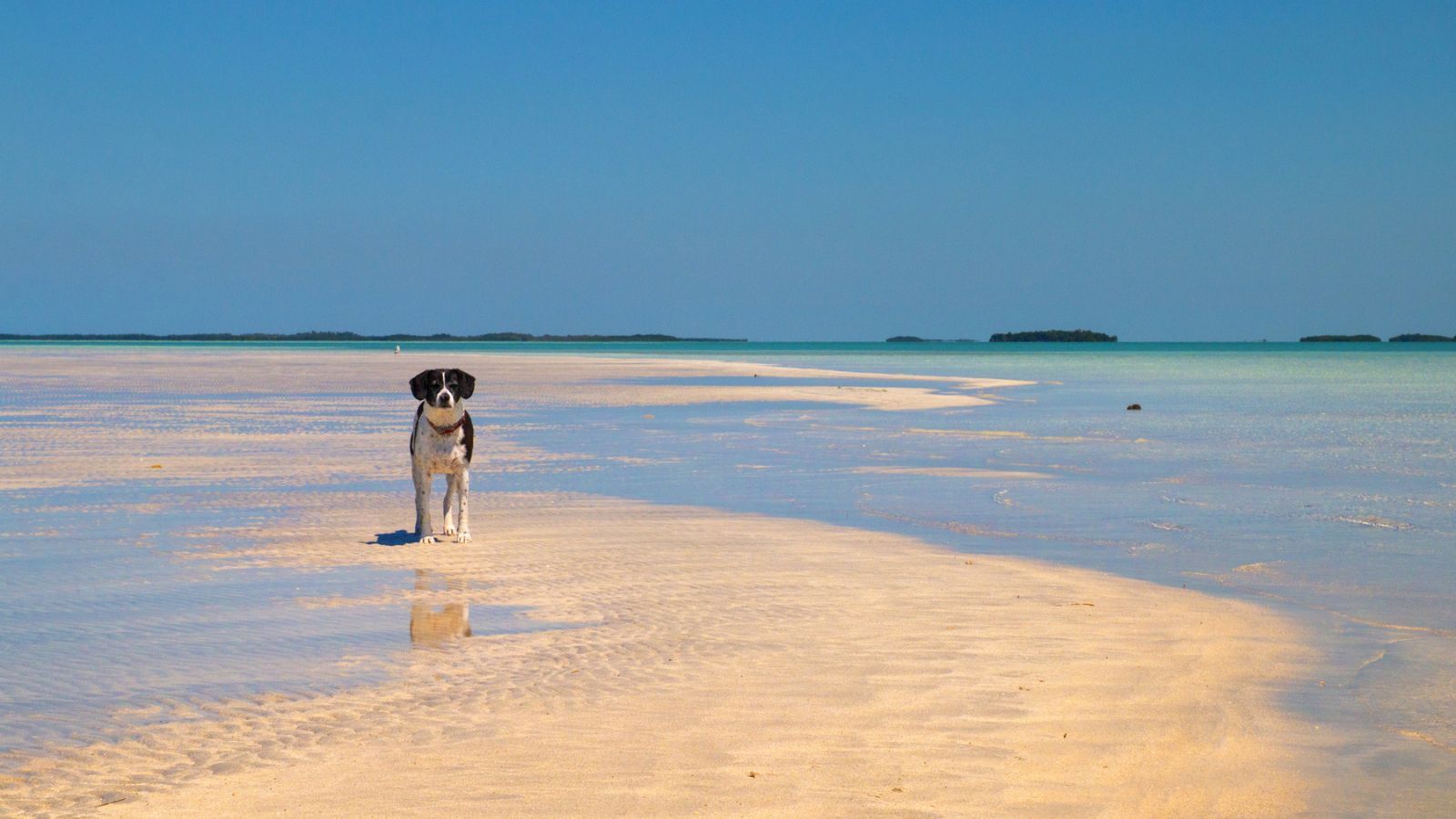 Key West Sandbar Trips