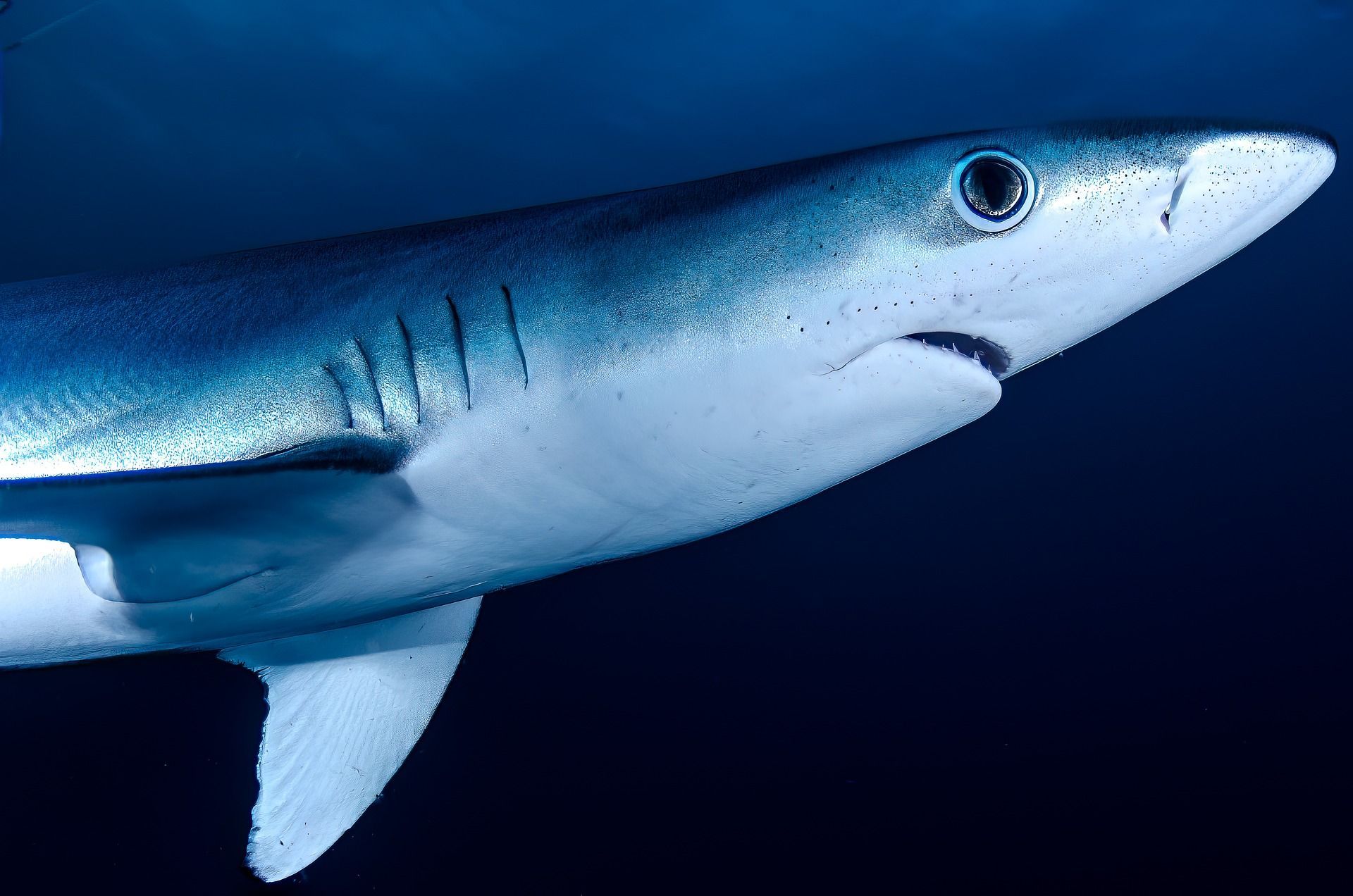 Mako Shark Darting Through Atlantic Ocean