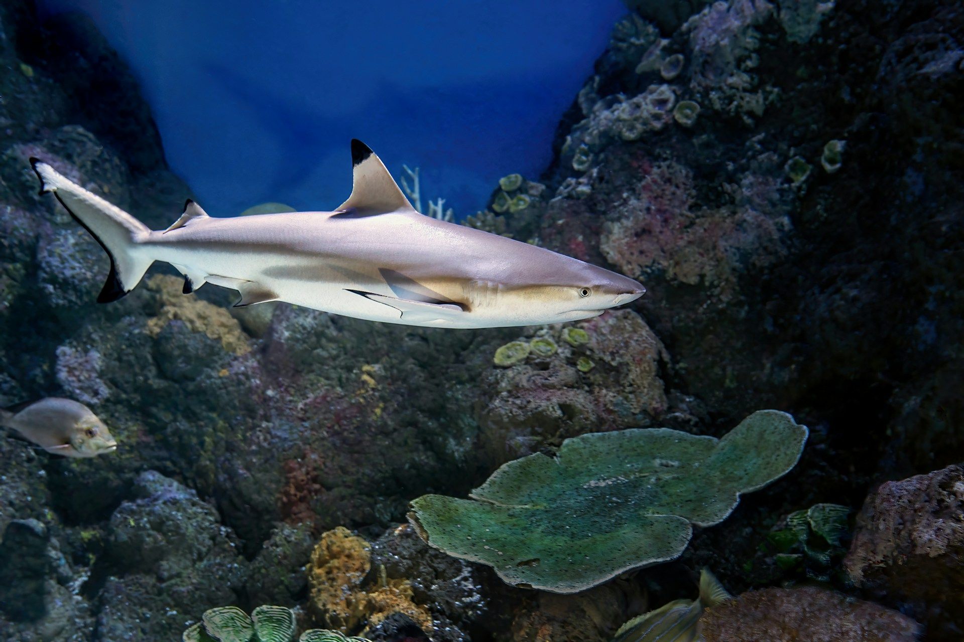Blacktip Shark Circling Key West Waters