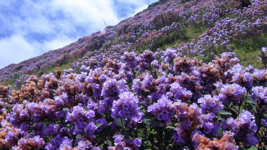 The Neelakurinji blooms once in twelve years!