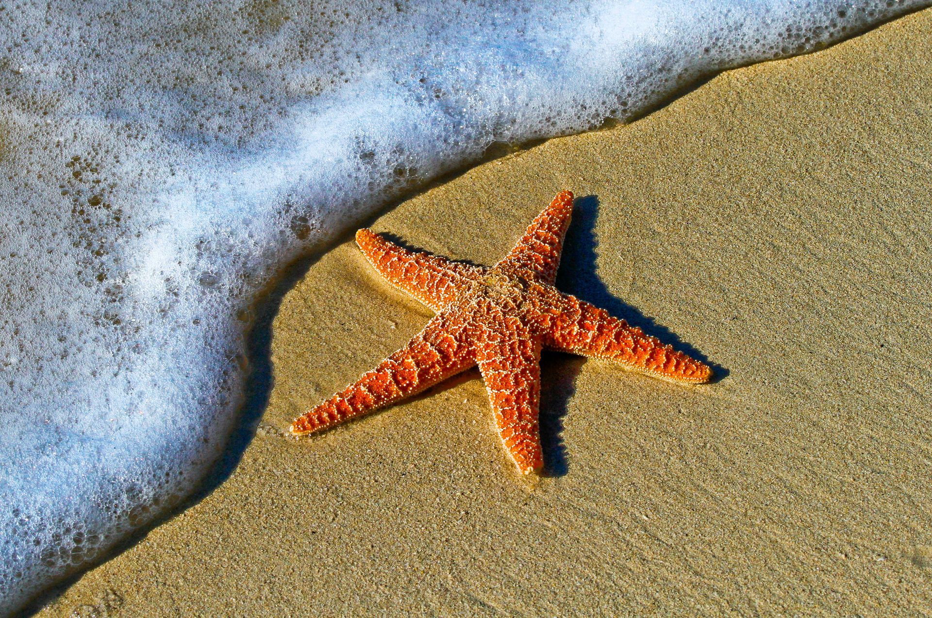 Starfish On A Sand Beach - Starfish Point Near Rum Point