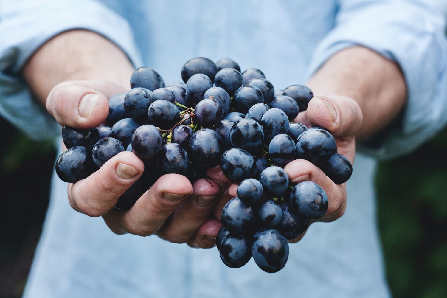 A close-up of a man's hands holding red wine grapes.