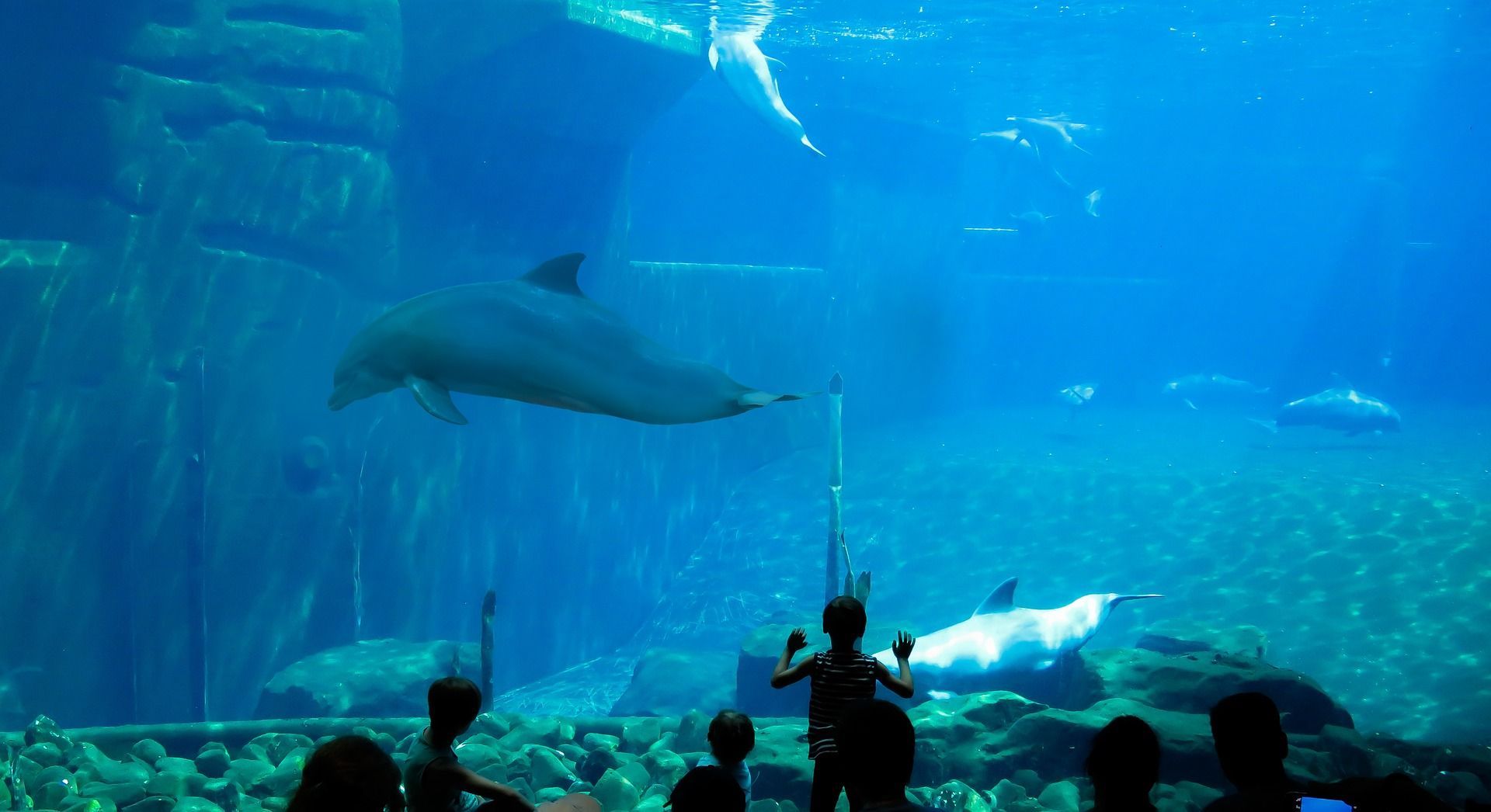 Clearwater Marine Aquarium - Dolphins