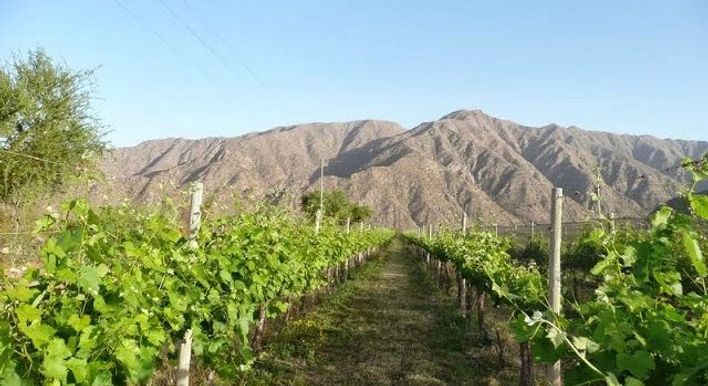 Vineyard La Rioja