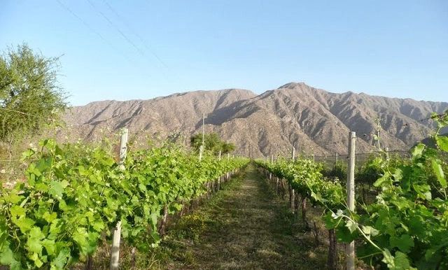 Vineyard La Rioja