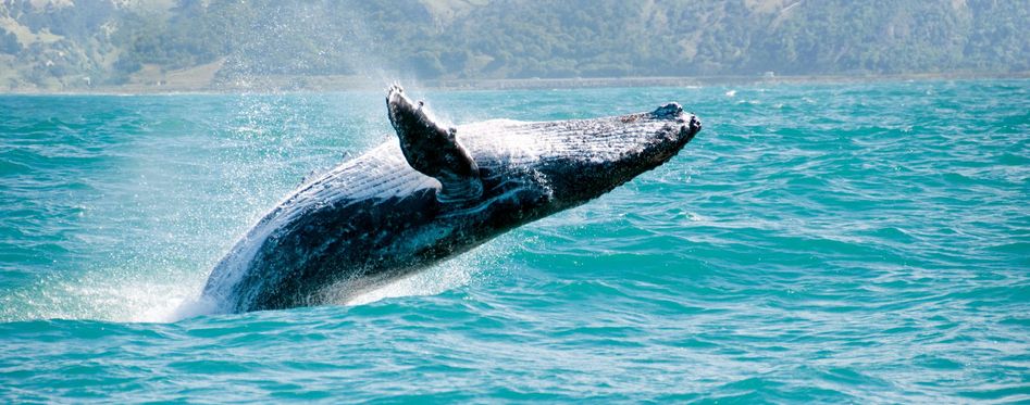 ncl fishing excursions Whale Watching In Hoonah, Alaska