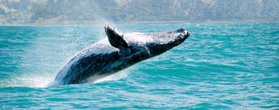 Whale Watching In Hoonah, Alaska