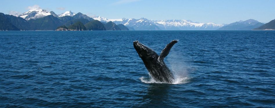 Whales In Alaska