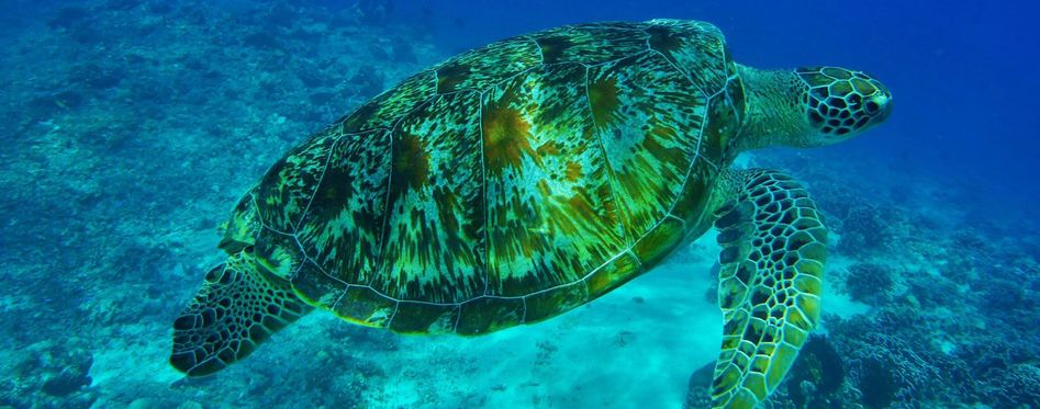 Where To See Turtles In Oahu