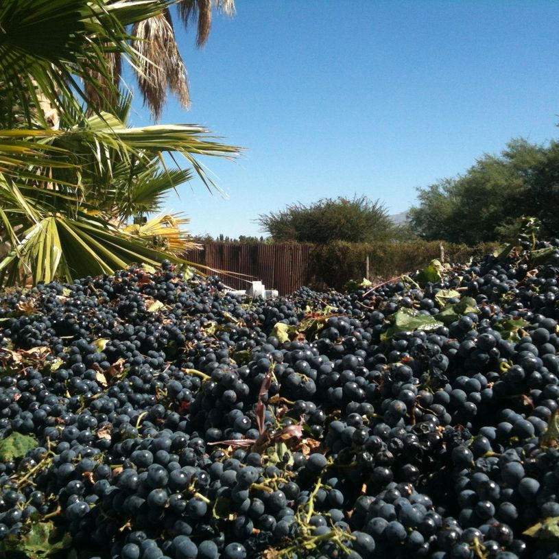 wine harvest Catamarca