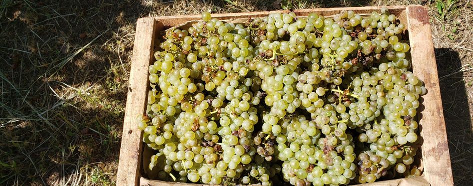 Chardonnay grapes