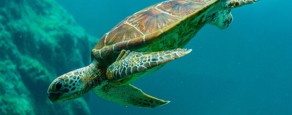 Key West Turtles