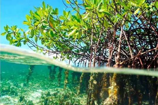 Cayman Island mangrove