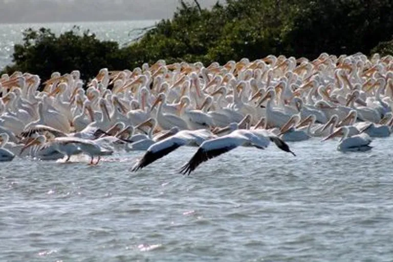 punta gorda dolphin tour