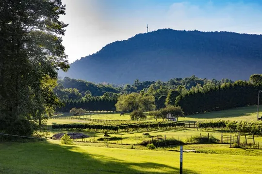 georgia wine tour