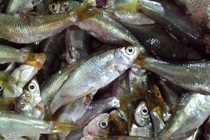 Berukuran Mini, Ikan Bilis Ternyata Sumber Omega-3