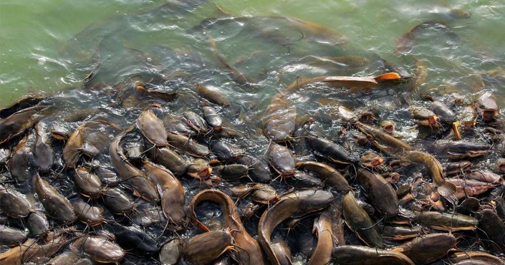 5 Jenis Ikan Lele yang Bisa di Budidayakan di Indonesia