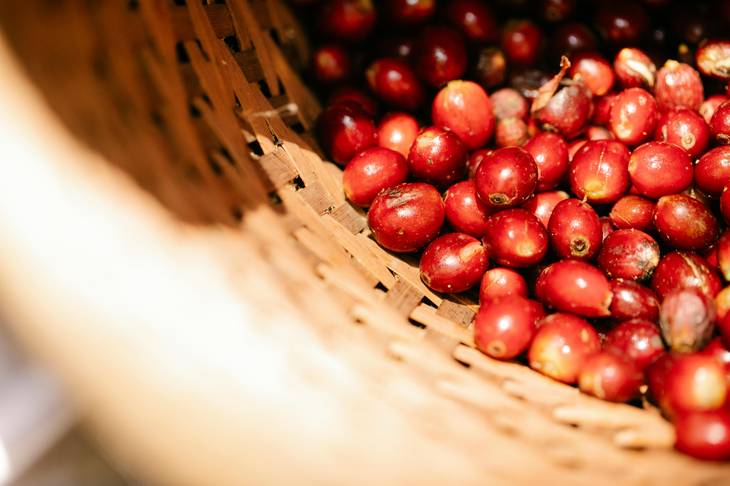Blang Gele: Desa Sejahtera Astra dengan Kopi Khas yang Mendunia
