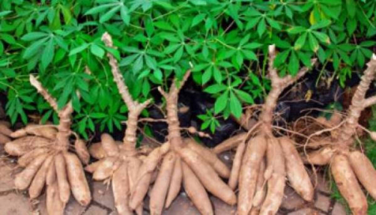 Intip Produksi Singkong Khas Bojonegoro, Bisa Diproduksi Jadi Apa Saja